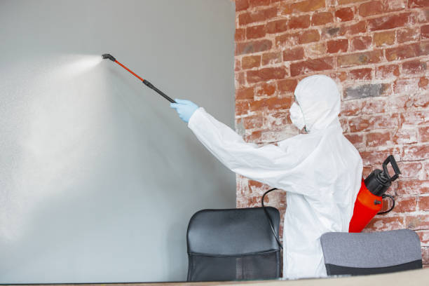 Best Mold Documentation for Insurance Claims  in Virginia, MN