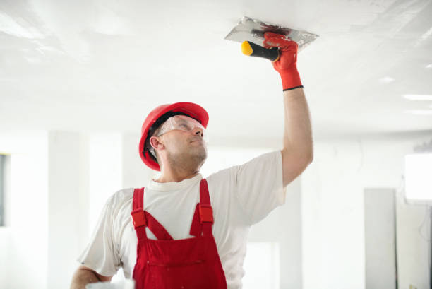 Best Basement Mold Removal  in Virginia, MN