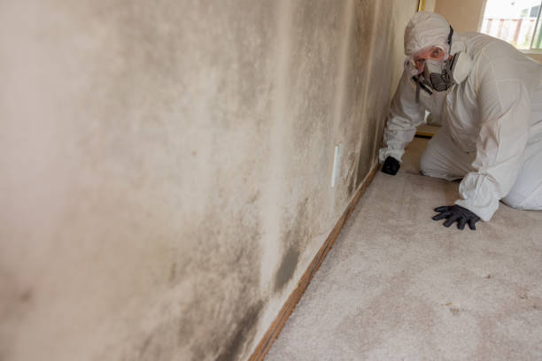 Mold Removal for HVAC Installations in Virginia, MN